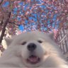 GoldentheGlitch