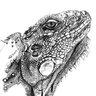 Lizard