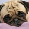 PugToggled