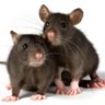 Rat