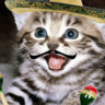 Dillcat