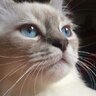 Just Cat