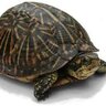 SneakyTurtle36