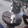 TomTheMelon