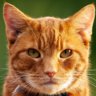 Kitteh