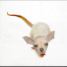 Ratdog