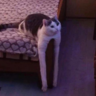 mituishere.
