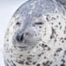 FattyWalrus