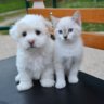 Puppypaws10