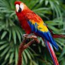 Parrot