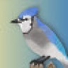 blujay