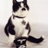 kitlerr