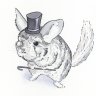 Chinchilla