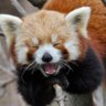 Teefx