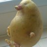 PotatoesDuck