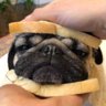 Pugnut17