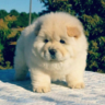 Baby Choncc