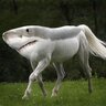 sharkhorse