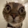 JingLad