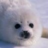 Sealflipper