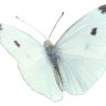 danziin