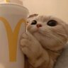 boopyou