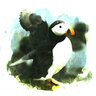 KoalaIsBird