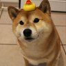 DoggoTheDog