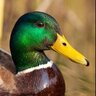FriedDuck