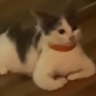 TakeASeatCat