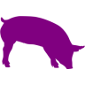Purplepigfarm