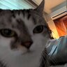 AlesixDev