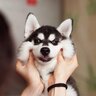 huskydreaming