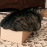 The_MasterOfCats