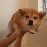 InfamyHF