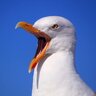 Galeb