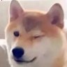 Doggo