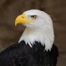 EagleNetwork