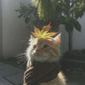 LegendryTiger