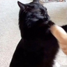 Fraxie