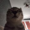 spejsvin