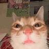 kirkhatdog