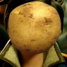 The Synth Potato