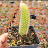 cactusss