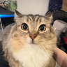 Kryz_