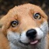frostyfox