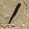 Leech