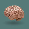 BrainCrust