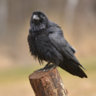 WanderingRaven