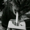NYRO_